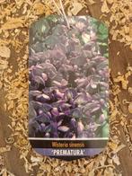 Wisteria bonsai - Hauteur (arbre) : 60 cm - Profondeur