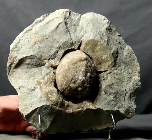 Curiositeit: Een mooie decoratieve septaria met kristallen, Verzamelen, Mineralen en Fossielen