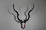 Greater Kudu Schedel - Tragelaphus strepsiceros - 55 cm -