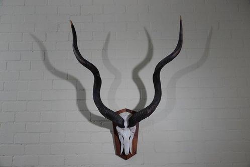 Greater Kudu Schedel - Tragelaphus strepsiceros - 55 cm -, Antiek en Kunst, Curiosa en Brocante
