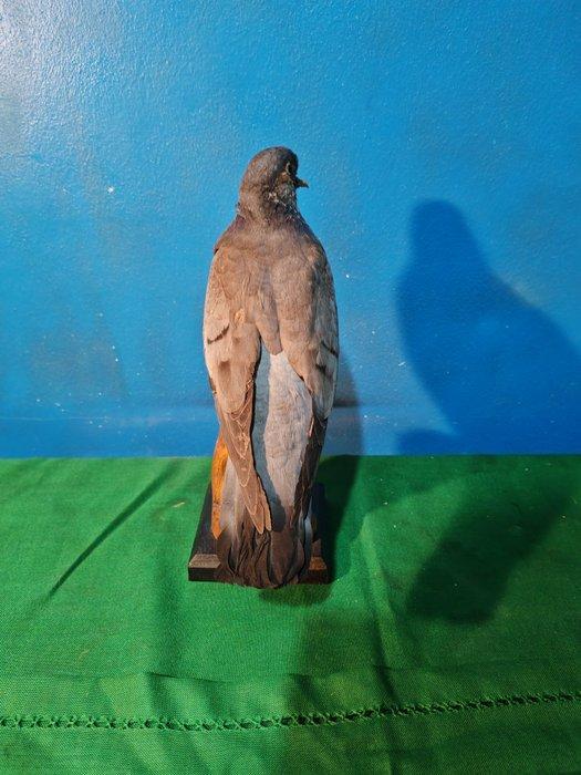 Colombella Taxidermie volledige montage - Columba oenas - 38, Verzamelen, Dierenverzamelingen