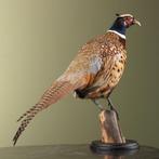 Fazant Taxidermie Opgezette Dieren By Max, Verzamelen, Ophalen of Verzenden, Nieuw, Vogel, Opgezet dier