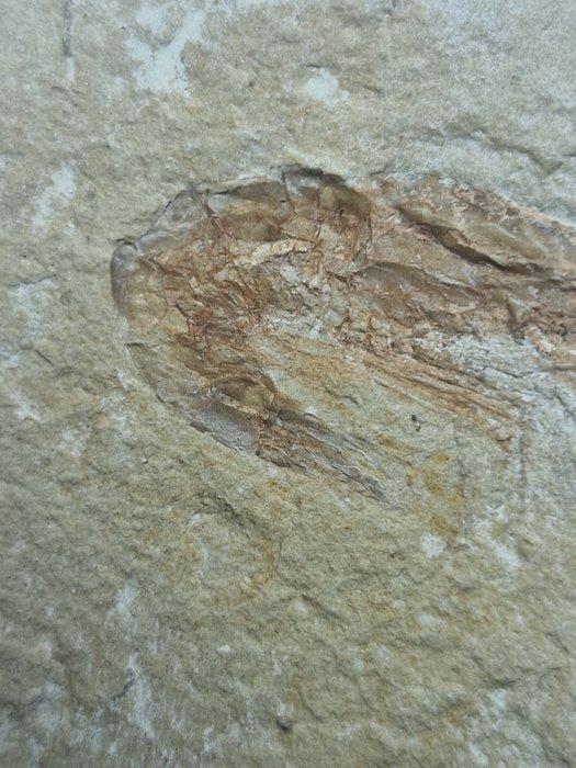 garnalen - Gefossiliseerd dier - Carpopenaeus callirostris -, Verzamelen, Mineralen en Fossielen