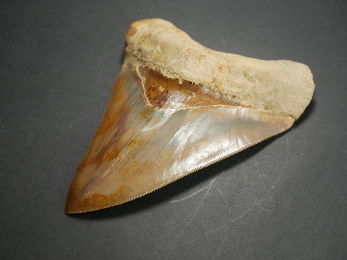 Megalodon - Fossiele tand - 12 cm, Verzamelen, Mineralen en Fossielen