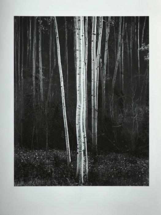 Ansel Adams (1902–1984) - Aspens, Northern New Mexico, 1958, Antiquités & Art, Art | Objets design