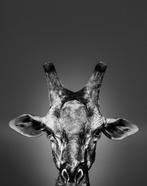 Jeffrey Van Daele - Giraffe #01