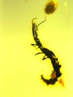 Barnsteen (Zonder minimumprijs), Verzamelen