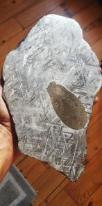 Prachtige grote plak XXL Muonionalusta 1209 g inclusie, Verzamelen, Mineralen en Fossielen