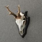 Reebok Schedel Taxidermie Opgezette Dieren By Max, Verzamelen, Ophalen of Verzenden, Nieuw, Wild dier, Opgezet dier