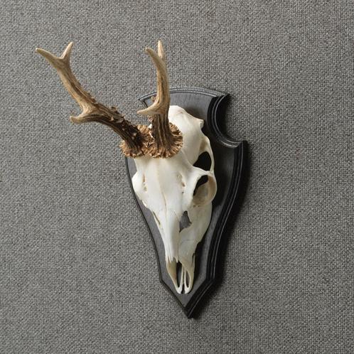 Reebok Schedel Taxidermie Opgezette Dieren By Max, Verzamelen, Dierenverzamelingen, Opgezet dier, Nieuw, Wild dier, Ophalen of Verzenden