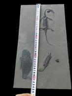Big Fish speelt met twee Keichousaurus. - Gefossiliseerd