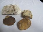 Twee fossiele tweekleppige schelpen, koraalsteen met mariene, Verzamelen, Nieuw