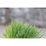 Herbe à ronger 100g - kerbl