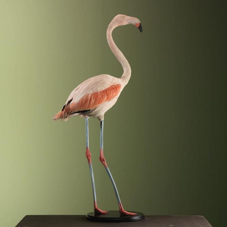 Grote Flamingo Taxidermie Opgezette Dieren By Max, Verzamelen, Dierenverzamelingen, Opgezet dier, Nieuw, Vogel, Ophalen of Verzenden
