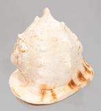 ***Verzamelobject van topklasse*** GROOTE helm-schnecke, Nieuw