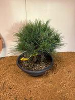 pinus strobus minima - Hoogte (boom): 29 cm - Diepte (boom):, Antiek en Kunst