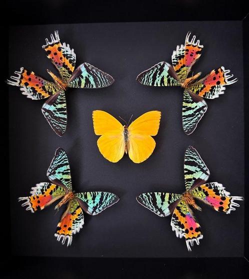 Vlinder Taxidermie volledige montage - Phoebis Argante -, Antiek en Kunst, Curiosa en Brocante