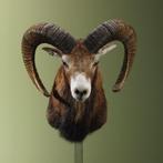 Moeflon Taxidermie Opgezette Dieren By Max, Verzamelen, Dierenverzamelingen, Ophalen of Verzenden, Nieuw, Wild dier, Opgezet dier