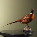 Fazant Taxidermie Opgezette Dieren By Max, Ophalen of Verzenden, Nieuw, Vogel, Opgezet dier