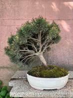 Den bonsai (Pinus) - Hoogte (boom): 41 cm - Diepte (boom):, Antiek en Kunst, Kunst | Schilderijen | Klassiek