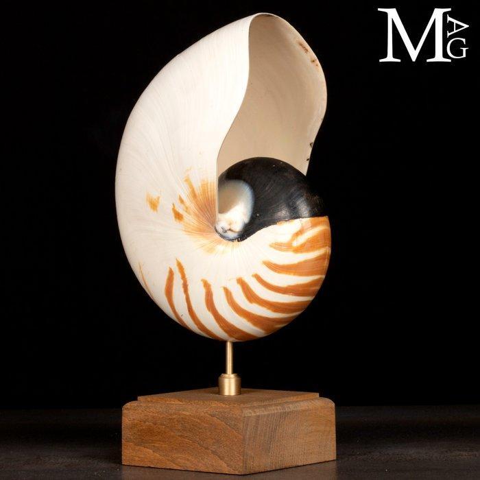 Grote Nautilus Pompilius – Wunderkammer-sculptuur -, Collections, Collections Animaux