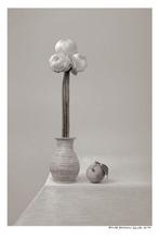 Arnold Mariashin - Caimito - XL - No reserve, Antiek en Kunst