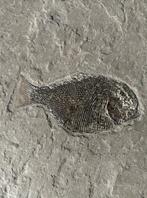 Smeltschaal vis - Fossiele matrix - Dapedium sp. - 49 cm -