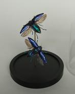 Scarabée Support de corps entier pour taxidermie -, Nieuw