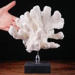 Merveilleuse branche de corail blanc - Stylophora -, Nieuw