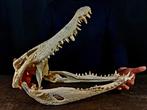 Zeer grote Siamese Krokodil - Schedel van een reptiel -