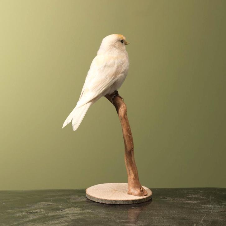 Barmsijs Taxidermie Opgezette Dieren By Max, Verzamelen, Dierenverzamelingen, Opgezet dier, Nieuw, Vogel, Ophalen of Verzenden