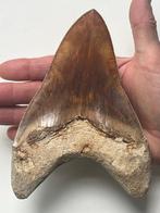 Goliath enorme Megalodon-tand 15,7 cm (6,2 inch) - Fossiele