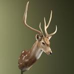 Hert Taxidermie schoudermontage - Axis axis - 94 cm - 61 cm, Nieuw