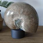 Grote opaal-achtige nautilus - Gefossiliseerd dier -