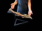gigantische vinger met klauw - Fossiel skelet - Baryonicine?