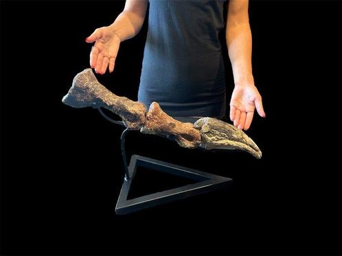 gigantische vinger met klauw - Fossiel skelet - Baryonicine?, Verzamelen, Mineralen en Fossielen