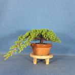 Jeneverbes bonsai (Juniperus) - Hoogte (boom): 10 cm -