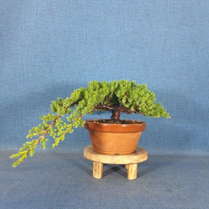 Jeneverbes bonsai (Juniperus) - Hoogte (boom): 10 cm -, Antiek en Kunst, Curiosa en Brocante