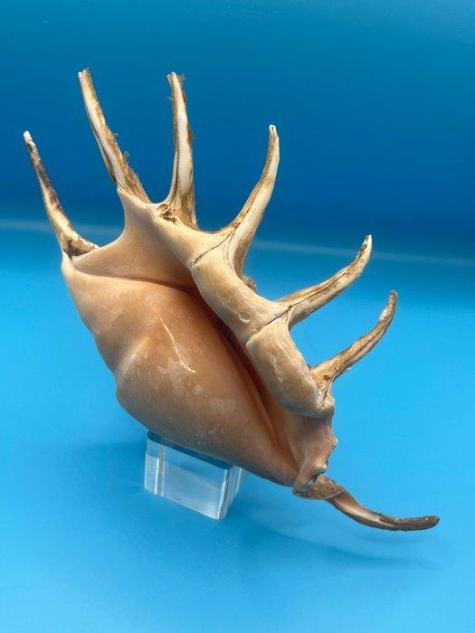 Gastropode Zeeschelp - Lambis truncata (Zonder minimumprijs), Antiek en Kunst, Curiosa en Brocante
