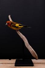 Putter / Distelvink Taxidermie volledige montage - Carduelis, Verzamelen, Dierenverzamelingen, Nieuw