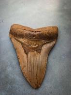 Megalodon - Fossiele tand - 100 mm - 79 mm, Verzamelen, Mineralen en Fossielen