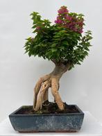 Bonsaï Bougainvillier (Bougainvillea glabra) - Hauteur