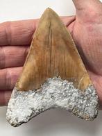 Megalodon tand 10,6 cm - Fossiele tand - Carcharocles