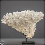 Natuurlijke Acropora latistella – Een maritiem kunstwerk op, Antiquités & Art