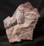 Vis - Fossiele sterfteplaat - Pteraspis - 16 cm - 16 cm, Collections, Minéraux & Fossiles