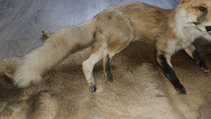 Vos Taxidermie volledige montage - Vulpes vulpes - 35 cm -, Verzamelen, Dierenverzamelingen