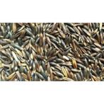 Zwarte haver vol 20kg (15kg + 5kg gratis) - losse zak, Nieuw