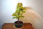 Japanese maple bonsai (Acer palmatum) - Hoogte (boom): 65 cm