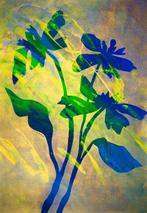 Lupo - Urban Jungle 358 - Certificated - Real Gold - XXL