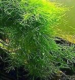 Javamos / Vesicularia dubyana in Cup, aquarium mos, Dieren en Toebehoren, Nieuw, Verzenden